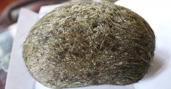 Is pig sand a precious medicine worth billions of dong?