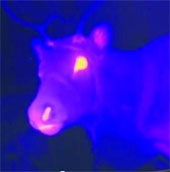 Is Santa's reindeer red nose real?