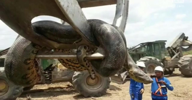 Is the Anaconda really eating people like on film?