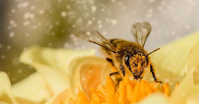 Is the evidence that bees understand the number 0 is less than 1?