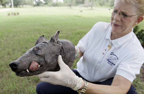 Is the monster in Texas really Chupacabra?