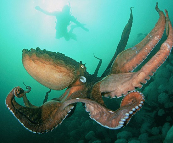 Is there evidence that sea monsters really exist?
