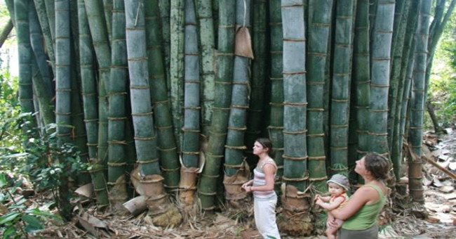 Is this the Thanh Giong bamboo in legend?