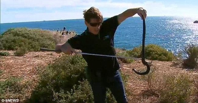 Island 'kingdom of poisonous snakes' in Australia