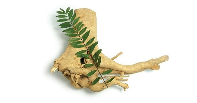 Isolating the anti-cancer active substance from the roots of disease-spreading plants
