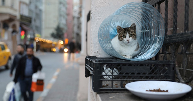 Istanbul: The city of cats divided the banks of Europe - Asia