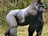 It is more likely that gorillas spread malaria to humans