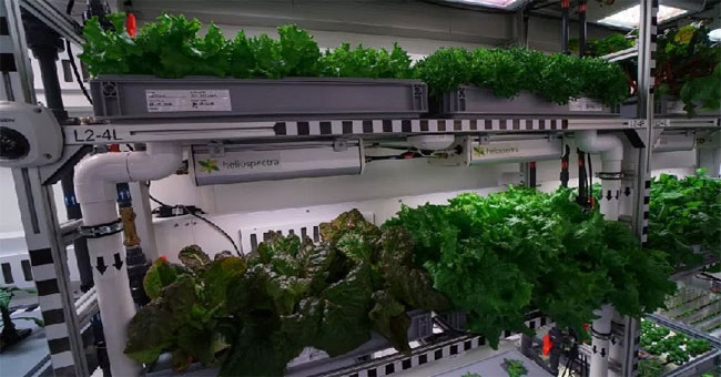It is possible to grow vegetables in Antarctica without soil and sunlight