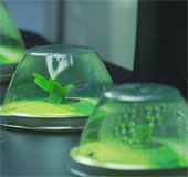 It is possible to grow vegetables in the universe