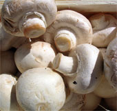 It is recommended to dry mushrooms in the sun before eating