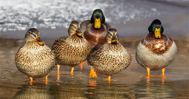 It looks 'bewildered', but ducks have horrible actions that startle everyone!
