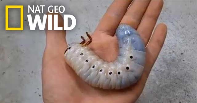 It shows the whole process of transformation of a giant beetle