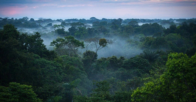 It takes 300 years to complete the Amazon forest flora statistics