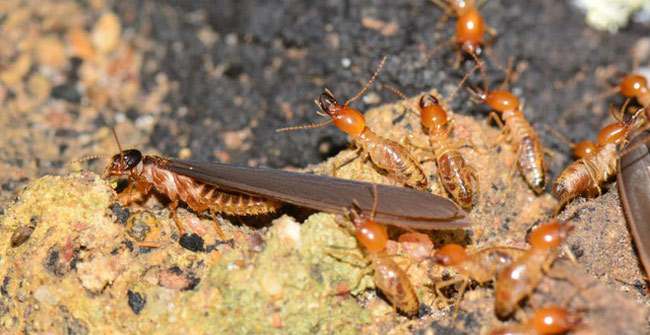 It took nearly 100 years for scientists to identify termites belonging to cockroach relatives