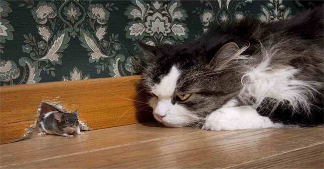 It turned out not to keep cats as mice