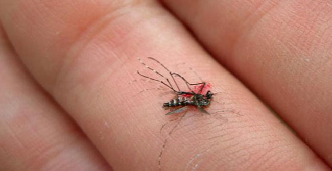 It turns out that mosquitoes are also afraid when we do this