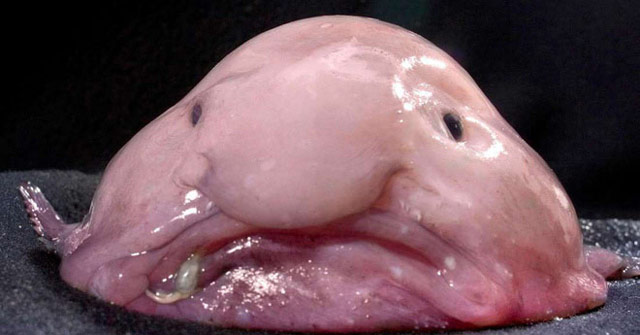 It turns out that we've been cheated by the worst fish on the planet
