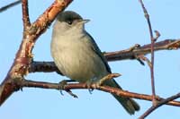 It was observed that a bird species split into two
