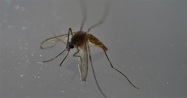 It was the first time a case of sexually transmitted dengue was detected