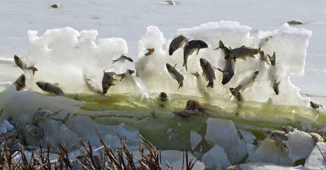 It was the turn of the fish to freeze in the air because it was too cold