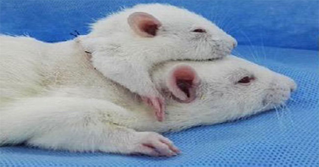 Italian doctor successfully connected the marrow with special glue