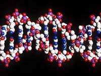 Italy discovered the gene that controls Hcn4 heart rate