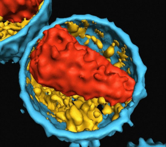 Italy will test the HIV / AIDS vaccine in South Africa