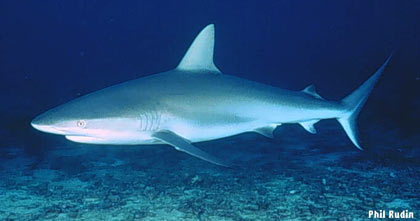 IUCN: Endangered sharks!