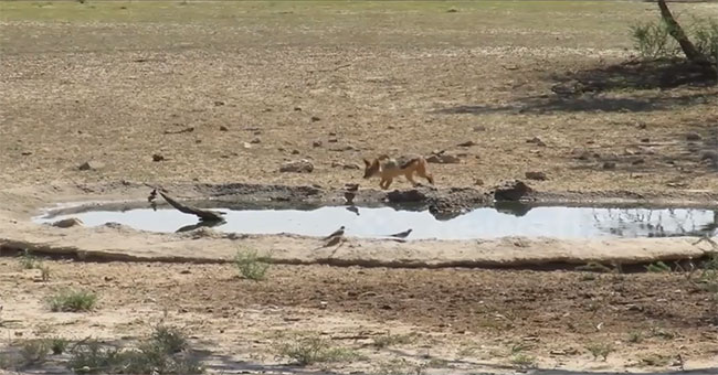Jackals snatch the birds after three failed attempts
