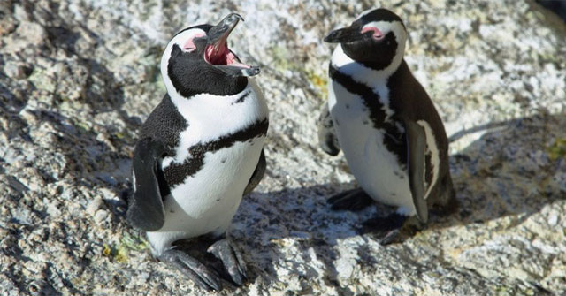 Jackass penguins have the 'rules of language' that are ... human