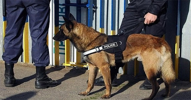 Jackets help rescue dogs receive commands remotely