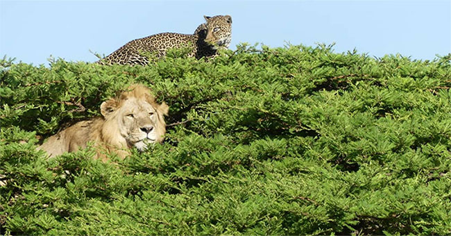 Jaguar climbs up the tree to hide the lion