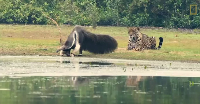 Jaguar did not dare to fight the giant anteater