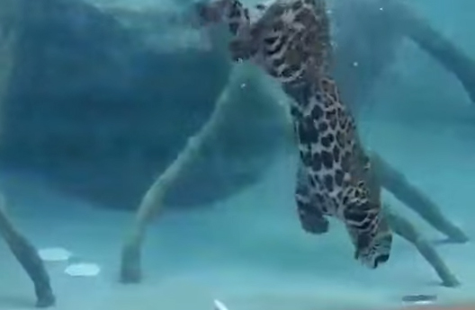 Jaguar hunting under water