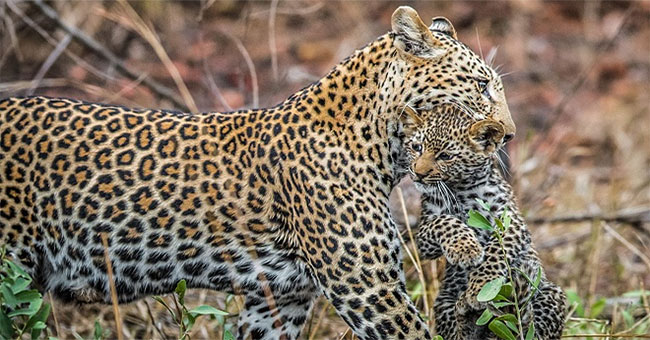 Jaguar kills giant eagles and acts confusing later