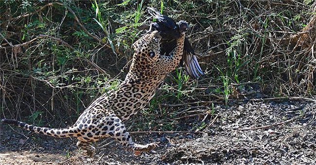 Jaguar stalks abducted black vultures