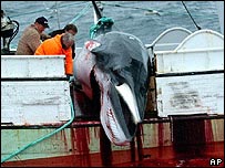 Japan advocates hunting whales