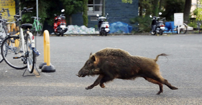Japan: Aging people, wild boar overgrown