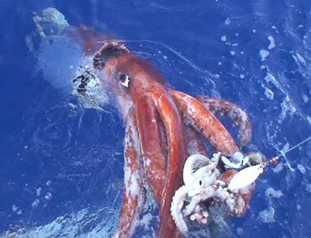 Japan: Announcing the video about the giant squid