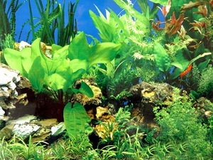 Japan can extract Bio-ethanol from seaweed