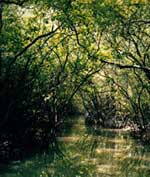 Japan continues to support Vietnam in planting mangroves
