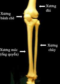 Japan creates bone cells from placental membranes