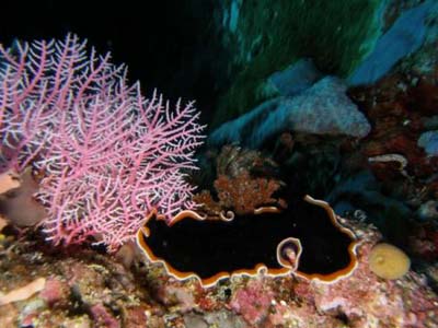 Japan: Discover huge 300-year-old coral blocks