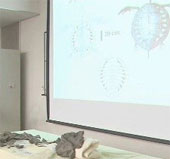 Japan discovered 70 million-year-old fossil turtle