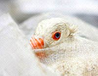 Japan: Discovered another outbreak of bird flu