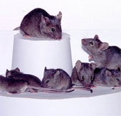Japan: Duplicate a mouse for nearly 600 children