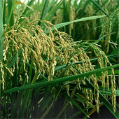 Japan finds a new rice variety that can withstand drought
