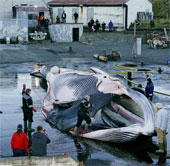 Japan: Finned whales are about to become extinct