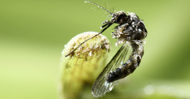 Japan has found a killer for dengue larvae