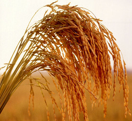 Japan has successfully grown a low-absorbing variety of Cadmium